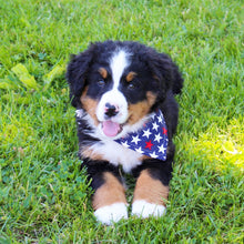 Load image into Gallery viewer, PET BANDANA - FIREWORKS
