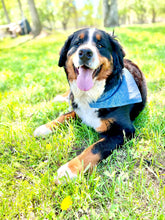 Load image into Gallery viewer, PET BANDANA - BALLGAME
