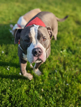 Load image into Gallery viewer, PET BANDANA - PATCHWORK
