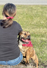 Load image into Gallery viewer, PET BANDANA - OG BANDANA
